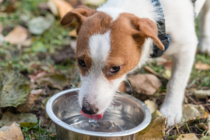 獣医師に聞く 犬の クッシング症候群 原因 症状 治療方法