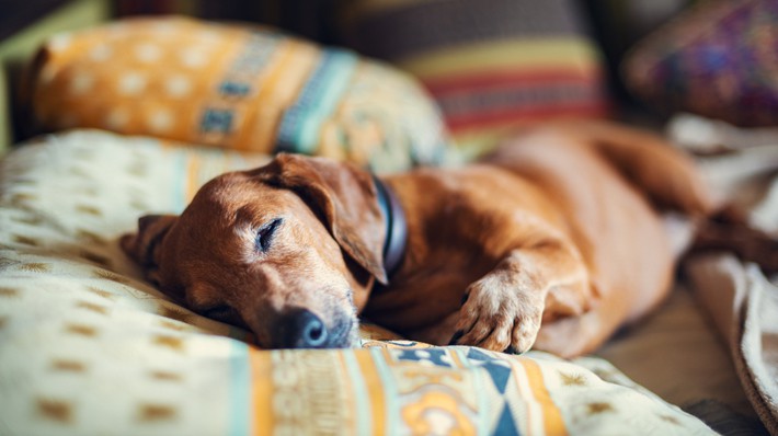 犬のクッシング症候群とは？愛犬が元気がないのは病気かも