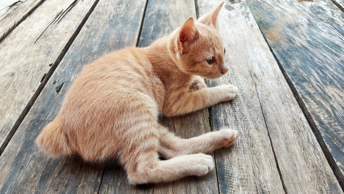 日本猫は配色や短いしっぽなど固有の特徴を持っています。