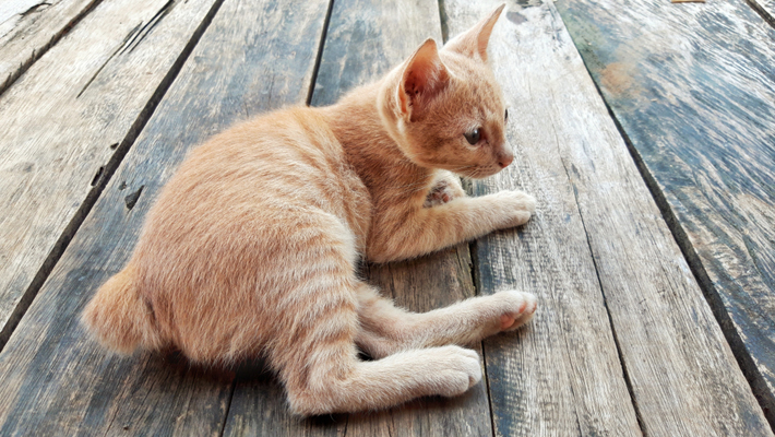 日本猫 和猫 の特徴とは 種類で違う性格や特徴をご紹介