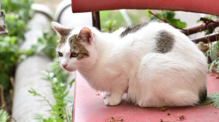 日本猫 和猫 の特徴とは 種類で違う性格や特徴をご紹介