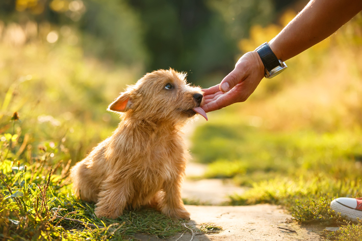 犬が飼い主さんを舐めるのはなぜ 舐め行動 の理由を探る