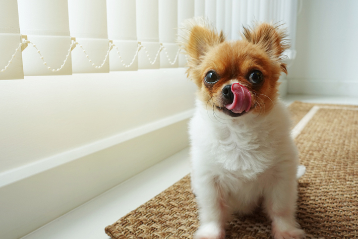 犬が飼い主さんを舐めるのはなぜ 舐め行動 の理由を探る