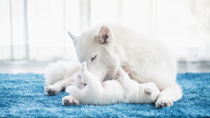 犬が飼い主さんを舐めるのはなぜ 舐め行動 の理由を探る