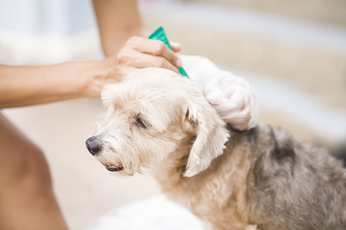 犬の フケ は皮膚トラブルのサイン 早めの受診が大切