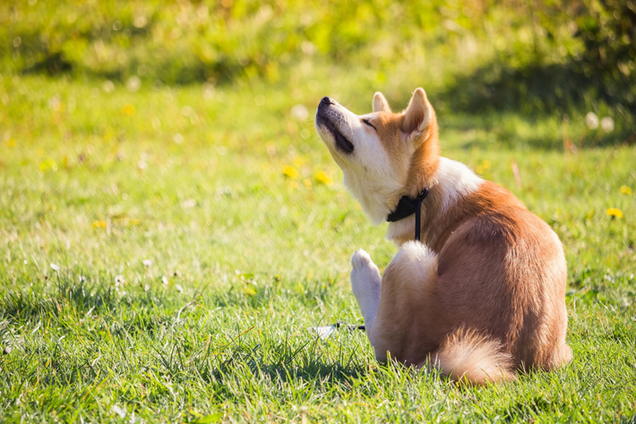 犬の フケ は皮膚トラブルのサイン 早めの受診が大切