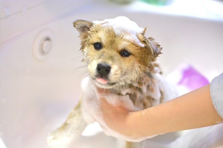 犬の フケ は皮膚トラブルのサイン 早めの受診が大切