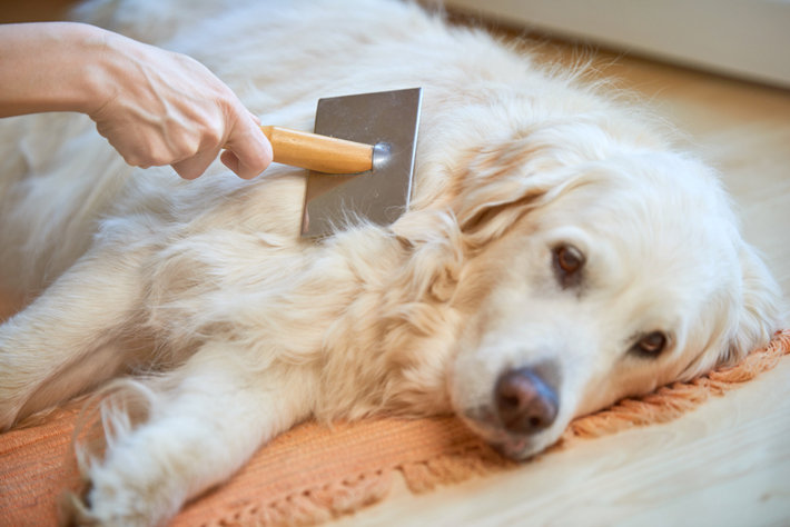 犬の フケ は皮膚トラブルのサイン 早めの受診が大切