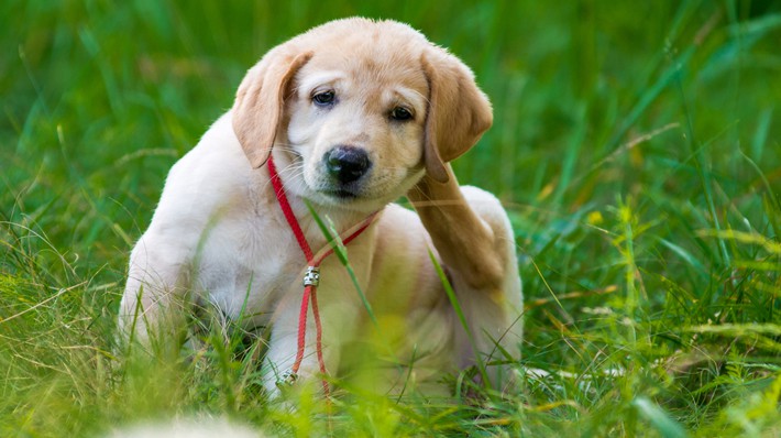 犬の フケ は皮膚トラブルのサイン 早めの受診が大切