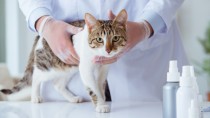 猫の「甲状腺機能亢進症」はどんな病気？獣医師に聞きました