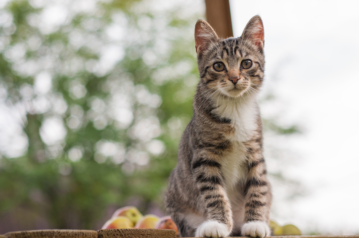 猫の座り方にも意味がある 座り方から読み取る猫の気持ち