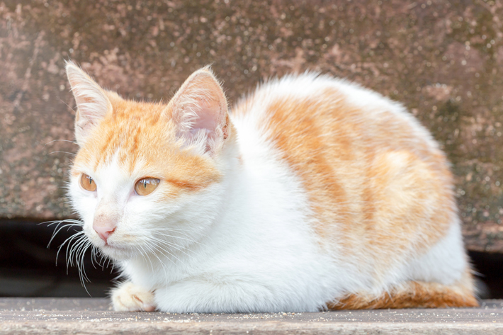 猫の座り方にも意味がある 座り方から読み取る猫の気持ち アクサダイレクト