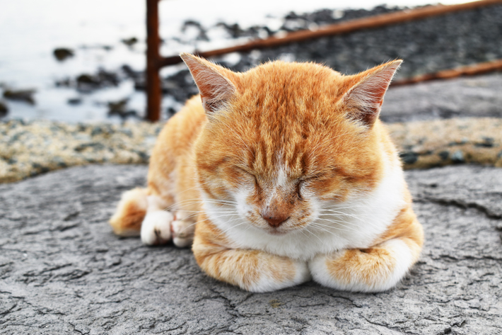 猫の座り方にも意味がある 座り方から読み取る猫の気持ち