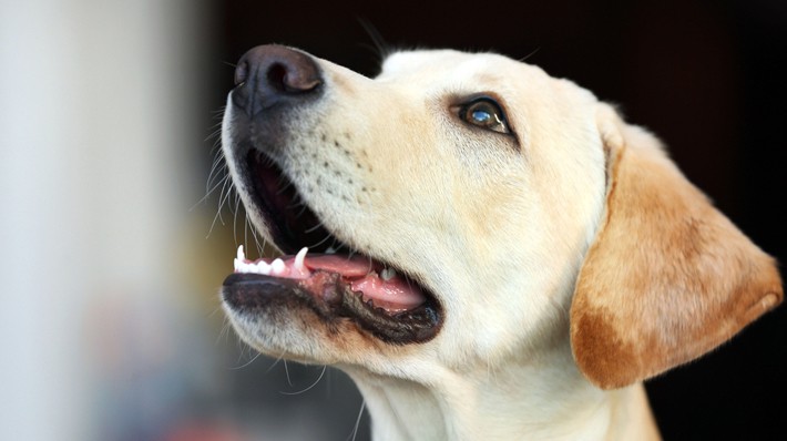 犬のしゃっくりはなぜ起こる 飼い主さんにできる対処法 アクサダイレクト