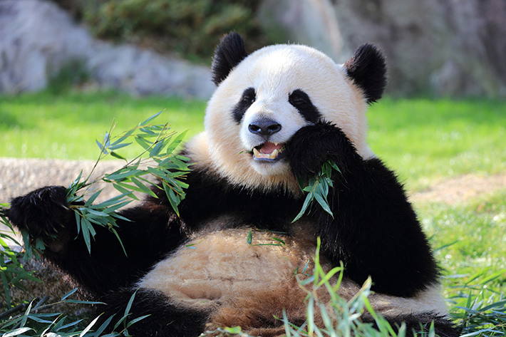 ネコ科の仲間たちを知ろう 世界のかわいいネコ科動物