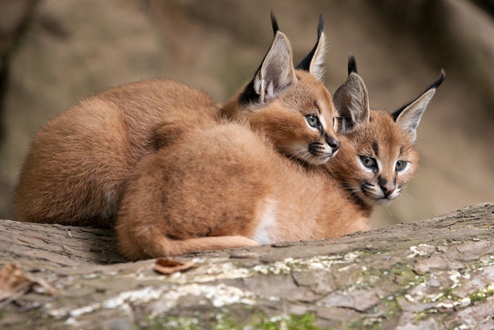 ネコ科の仲間たちを知ろう 世界のかわいいネコ科動物