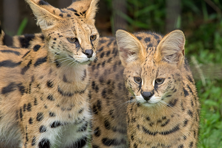 ネコ科の仲間たちを知ろう 世界のかわいいネコ科動物