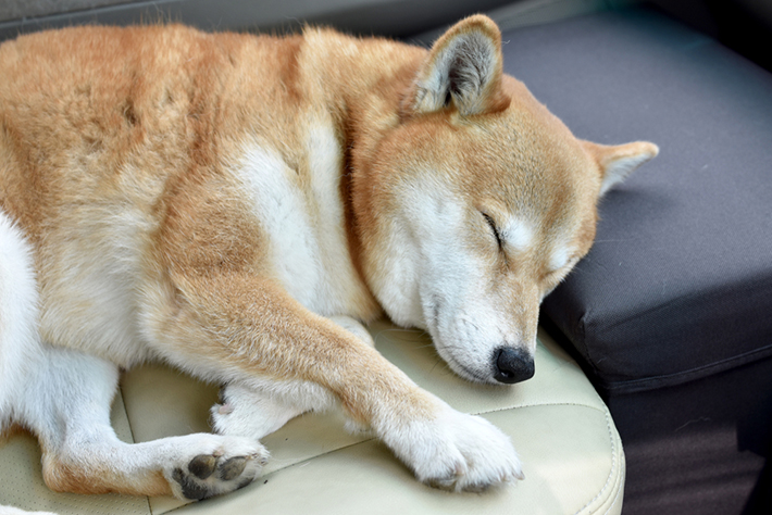 シニア犬になると、腎臓病の発症率は高くなります。