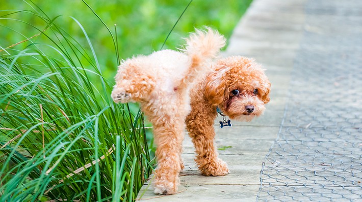 犬の慢性腎臓病は早期発見が大切！獣医師に聞く症状や治療法