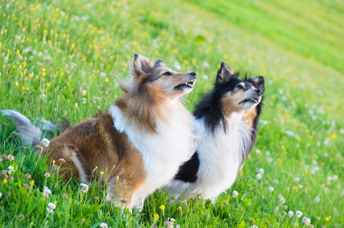 お互いの上下関係は、犬同士が築きます。干渉し過ぎるのはやめましょう。