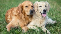 犬の多頭飼育その前に｜先住犬のケア・犬同士の相性に注意！