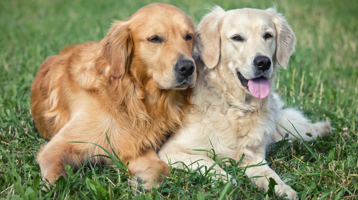 犬の多頭飼育その前に 先住犬のケア 犬同士の相性に注意