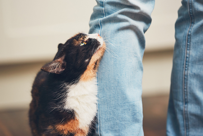 飼い主さんへの愛情表現として頭突きをすることがあります。