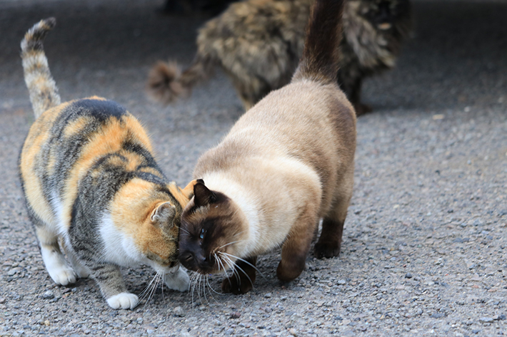 猫同士の頭突きには、挨拶の意味もあります。