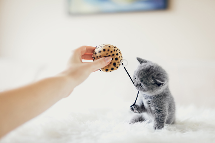 子猫が甘噛みをしてきたら、代わりにおもちゃを与えてみましょう。