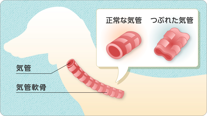 小型犬に多い 気管虚脱 とは 獣医師に聞きました