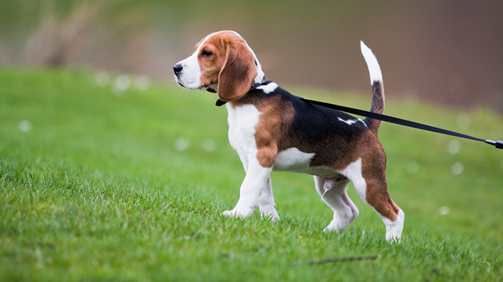 小型犬に多い 気管虚脱 とは 獣医師に聞きました