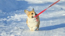 冬でも愛犬と楽しく散歩！寒さ対策のポイントとは？