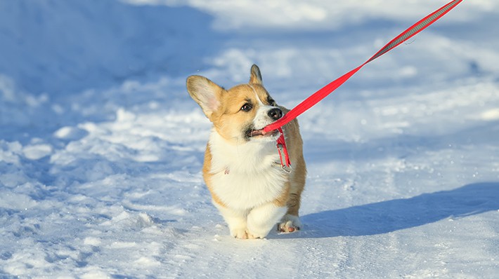 冬でも愛犬と楽しく散歩 寒さ対策のポイントとは アクサダイレクト