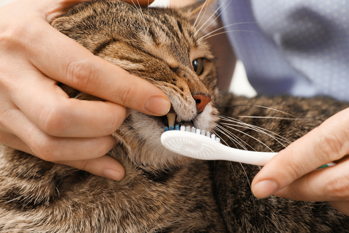 目指すは1日1回！猫の正しい歯磨きの方法とは？｜アクサダイレクト