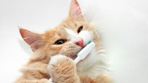 目指すは1日1回！猫の正しい歯磨きの方法とは？