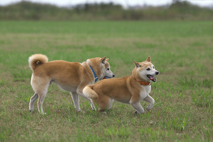 ドッグランなどでトラブルになることもあります。