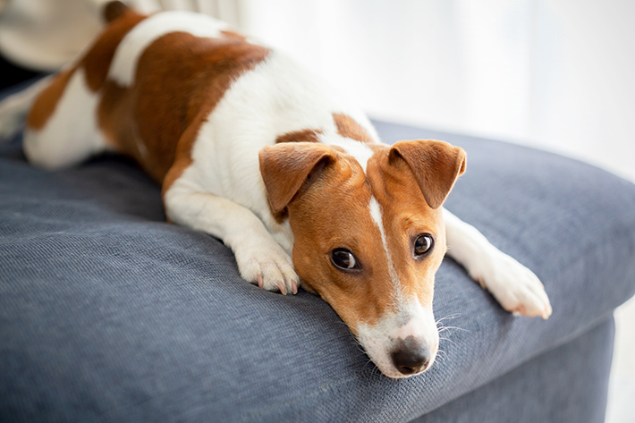 犬のマウンティングの理由と対処法 去勢手術は有効的なのか