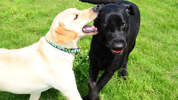 犬のマウンティングの理由と対処法|去勢手術は有効的なのか？