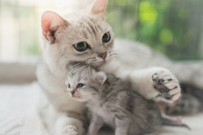 母猫が感染している場合、母乳を介して子猫に感染することもあります。