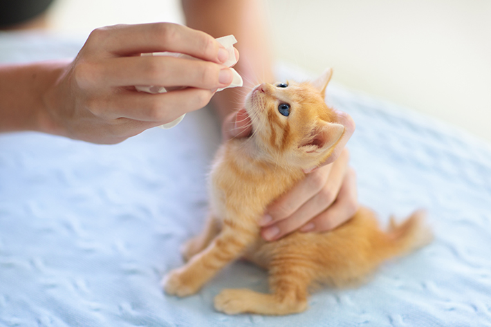 駆虫薬を使用すれば、その後の心配はほとんどありません。