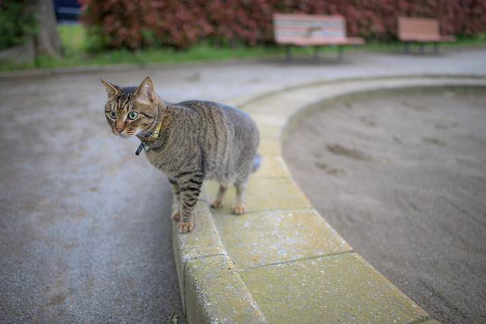 教えて獣医さん 猫の 回虫 感染経路や症状 治療法 予防法