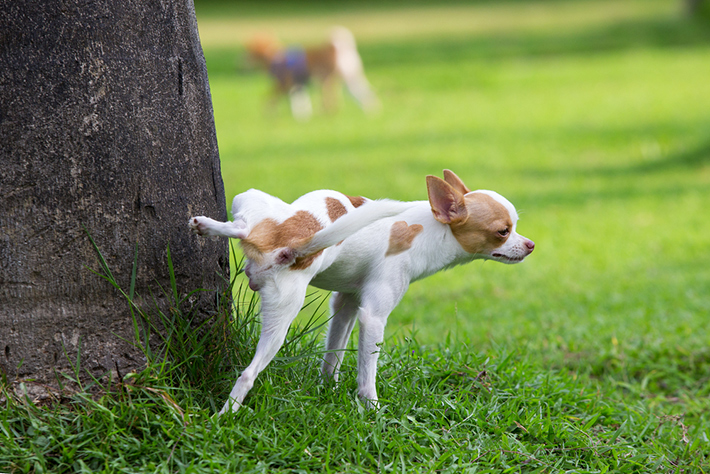 寒い季節でも散歩をする犬にとって、膀胱炎は季節性の病気ではありません。