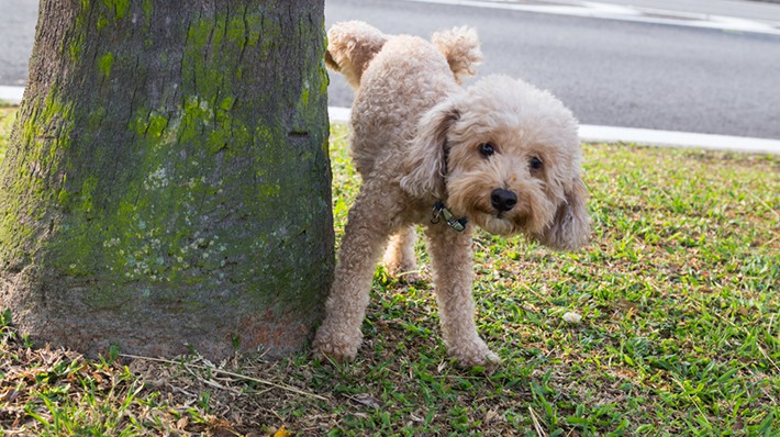 獣医さんに聞く！愛犬が「膀胱炎」になったらどうすればいい？