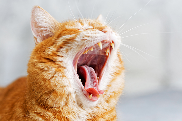 猫があくびを繰り返していたら、てんかん発作の予兆かもしれません。