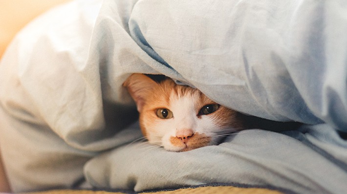 猫の震えは病気のサイン 飼い主さんがとるべき対応とは