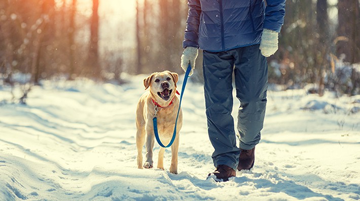 保温、加湿、散歩の時間…愛犬が冬を健康に過ごすためのポイント