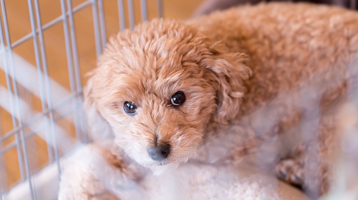 室内犬にケージは必要 安心 安全な生活環境を整えよう アクサダイレクト