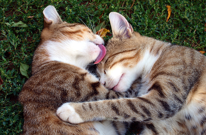 猫コロナウイルスは、経口感染によって広がります。