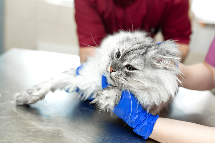 猫伝染性腹膜炎は確定診断が難しい病気です。