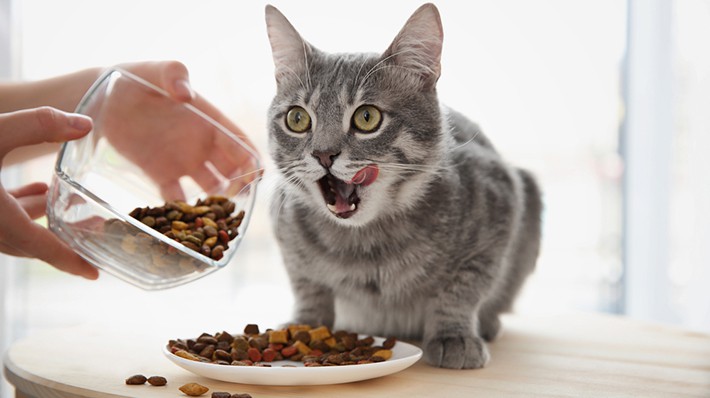 幼少期からの食習慣が影響？猫の好き嫌いを改善しよう！